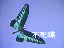 「不死蝶」イメージ
